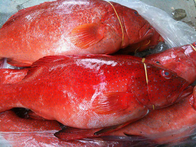 Nhà hàng nào có món cá Mú đỏ kho tộ?