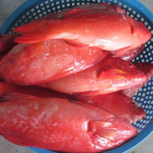 Nhà hàng nào có món cá Mú đỏ kho tộ?